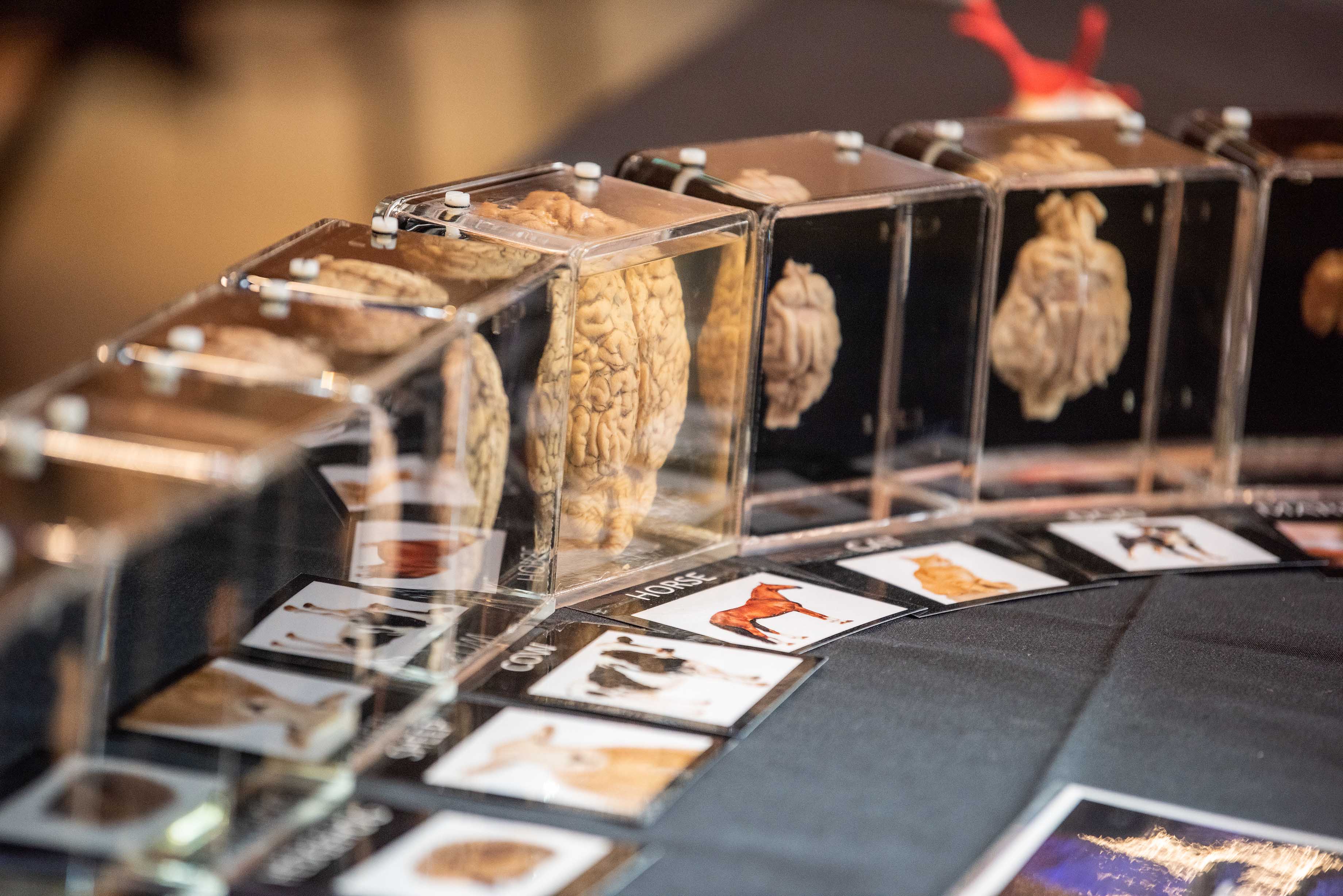 The evolution of the brain exhibit